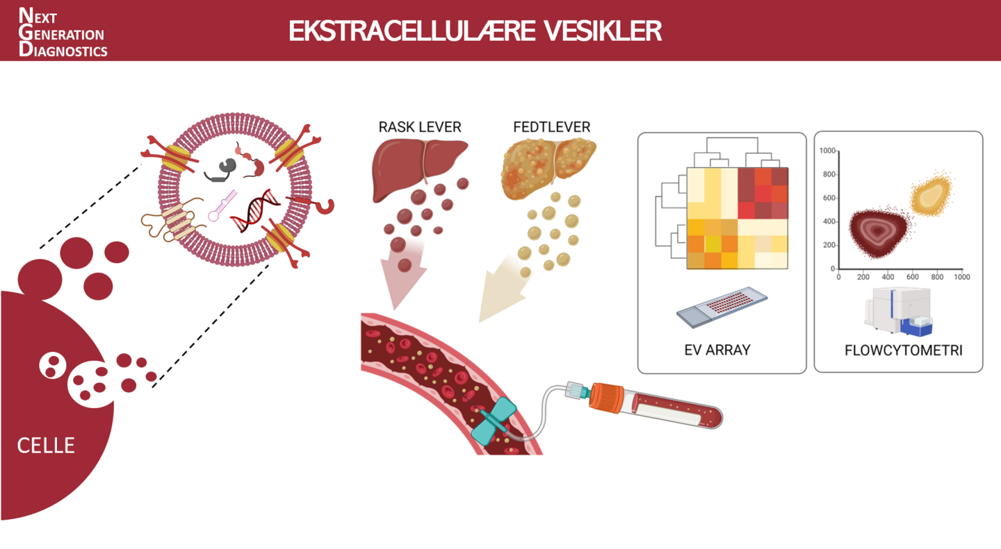 Ekstracellulære Visikler