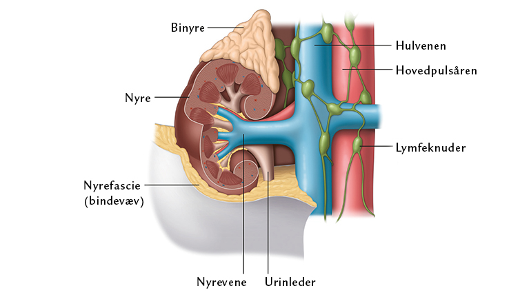 Nyren og det omkringliggende væv med vener, arterier og lymfeknuder