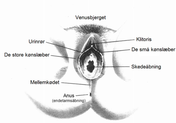 Kvindens b&aelig;kkenbund.