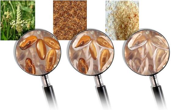 3 billeder af loppefrøskaller fra mark til bord