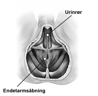 Bækkenbunden set nedefra med udpegning af endetarmen og urinrør