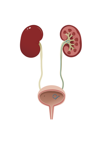 Nyreb&aelig;kken, urinleder og bl&aelig;re