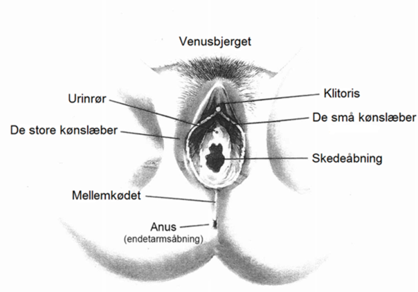 Kvindens bækkenbund.