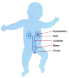 Placering af nyrebækken, nyre, urinleder, blære og urinrør i fosteret.