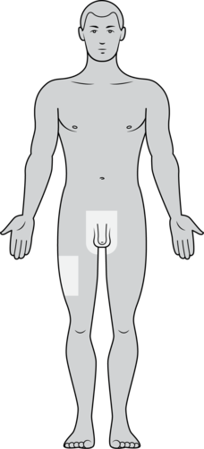 Mandlig krop set forfra